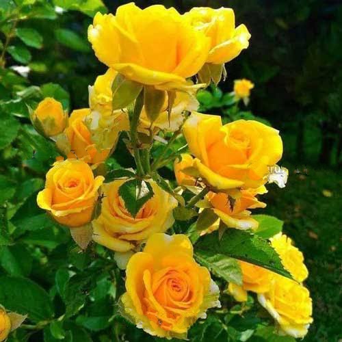 yellow rose(হলুদ গোলাপ)_img_1