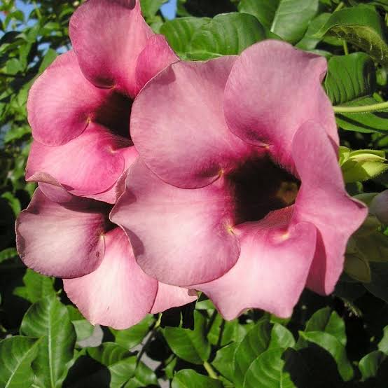 অলকানন্দা (২ কালার)