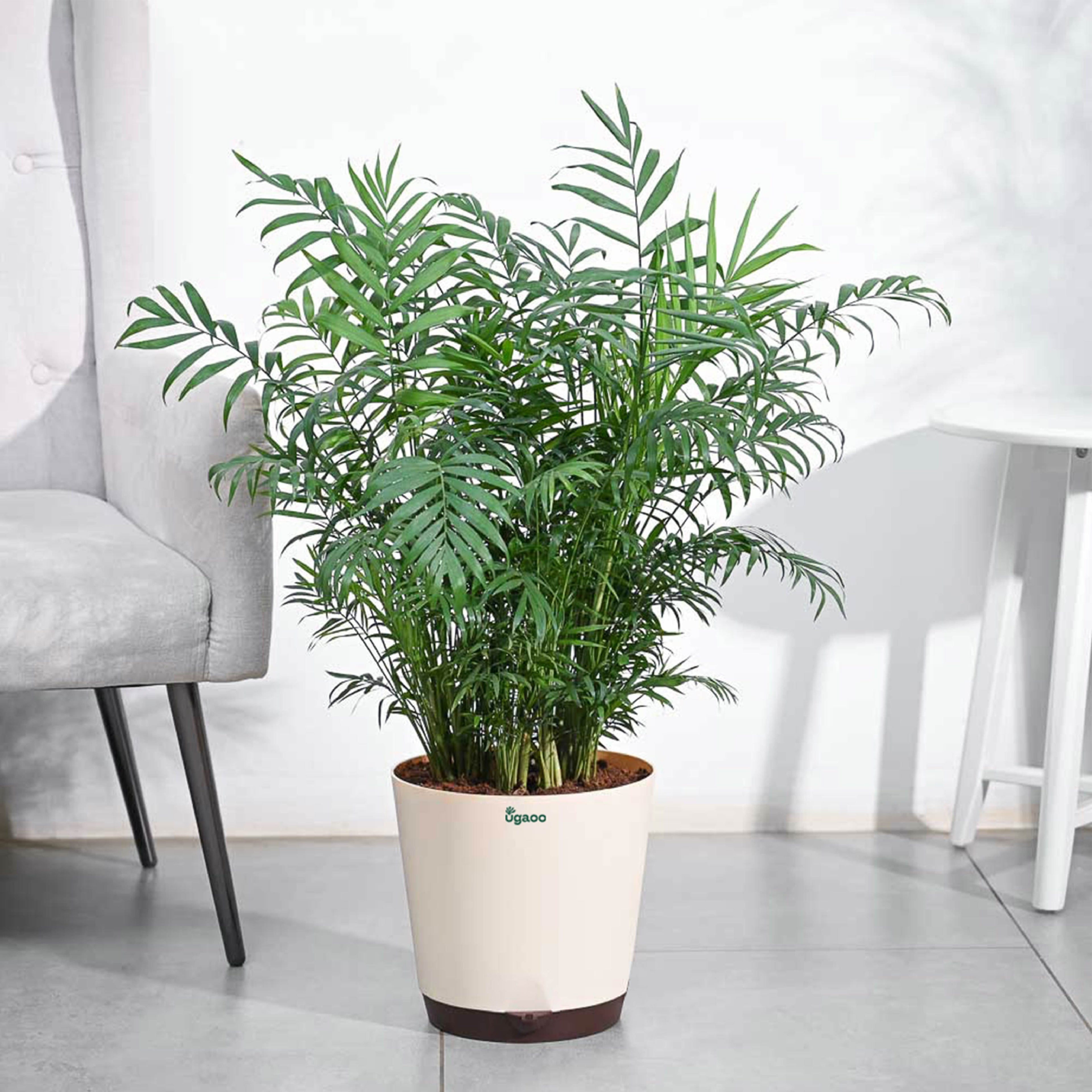 Bamboo palm (ইনডোর প্ল্যান্ট)_img_2