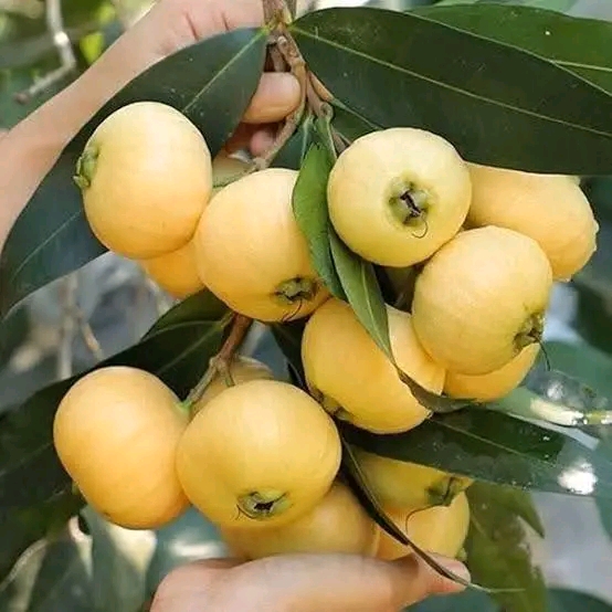 গোলাপজাম