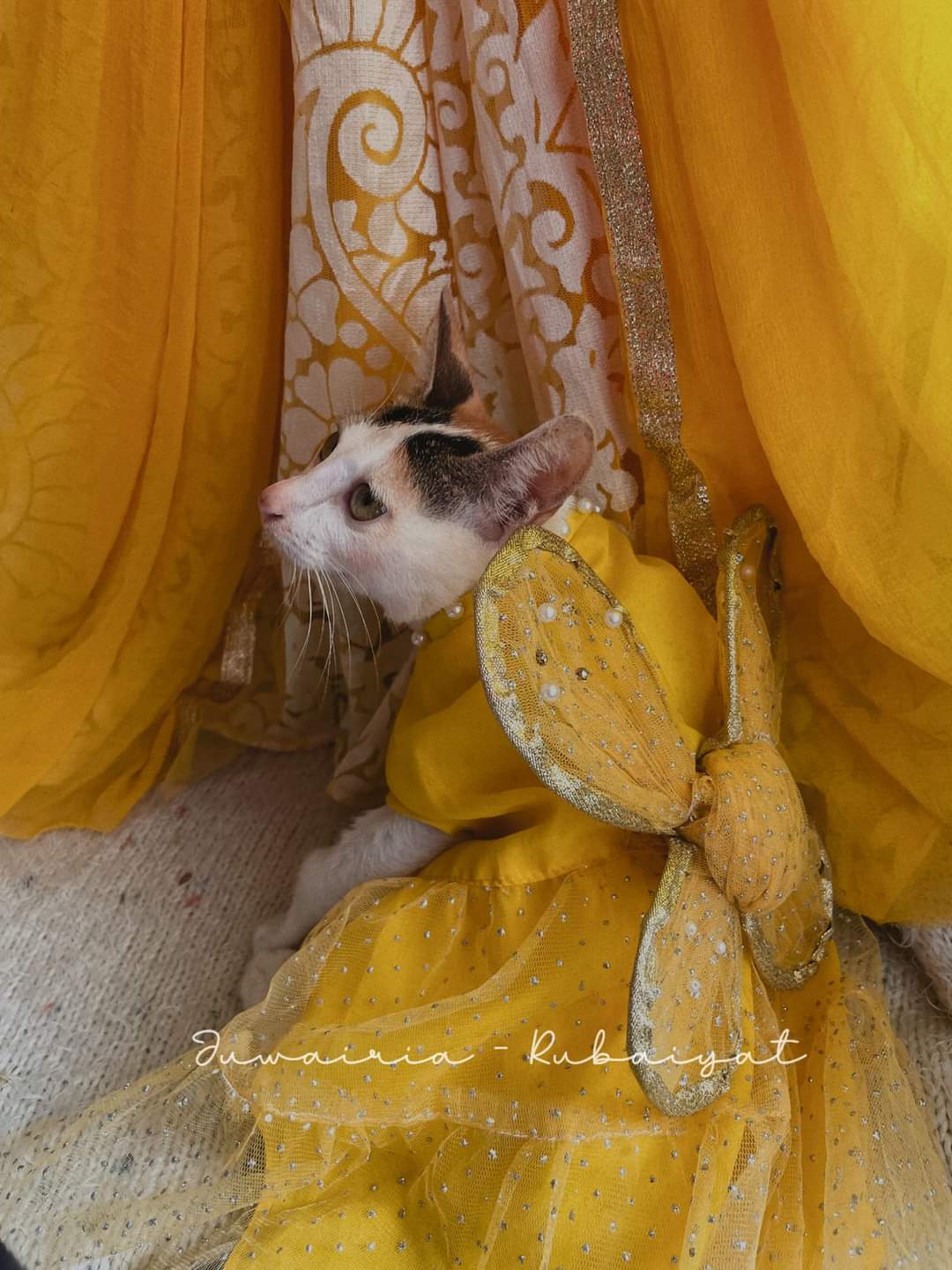 Cat butterfly gown (custome)_img_8
