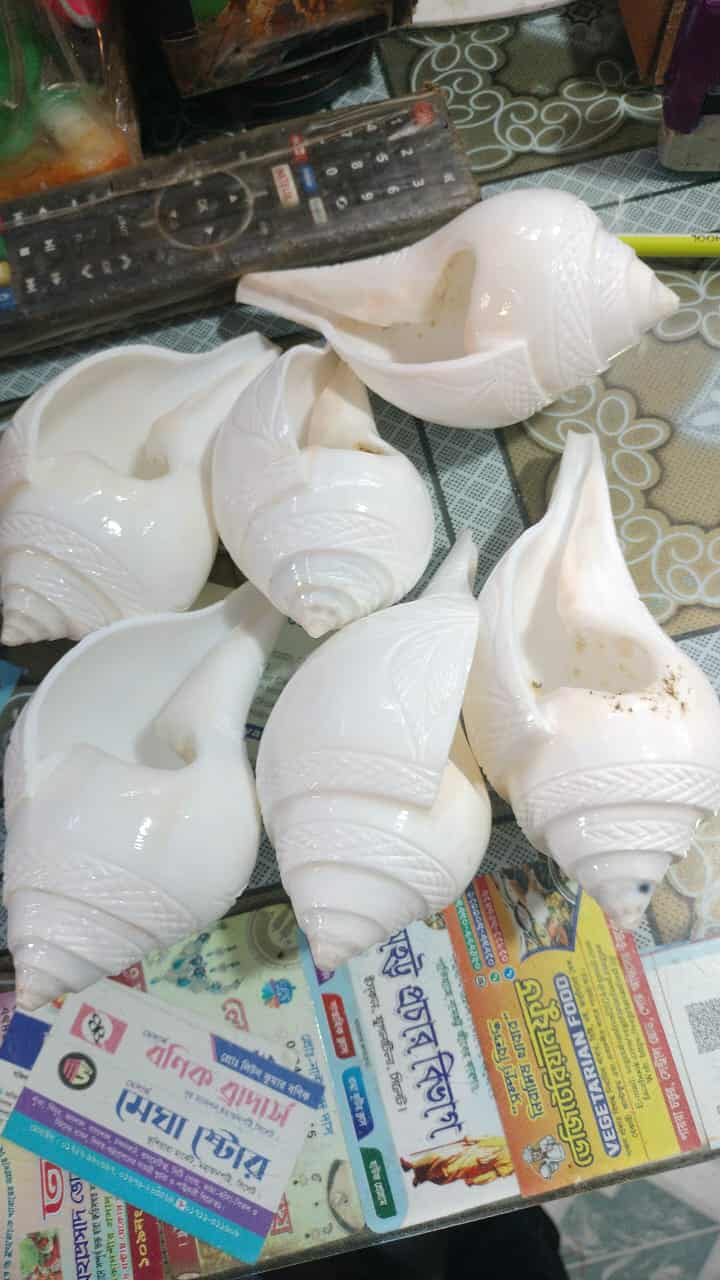 পেটকাটা জলশঙ্খ - Image 1