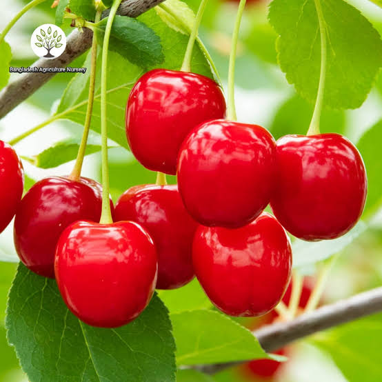 লাল চেরি_img_1