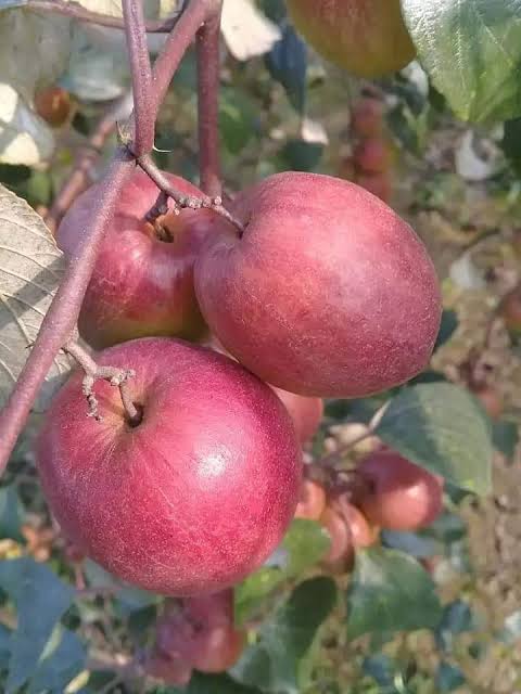 কাশ্মীরি কুল_img_2