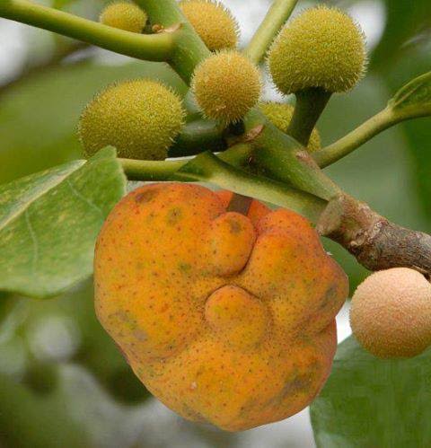 ডেউয়া