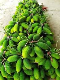 সেরা জাতের পাহাড়ি  কাকরোল কন্দ।_img_1