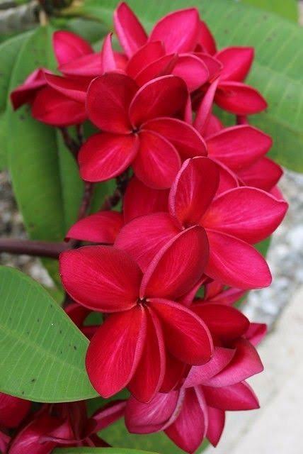 কাঠগোলাপ (৫ কালার)_img_1