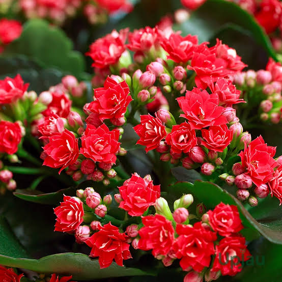 ক্যালাঞ্চু (২ কালার)