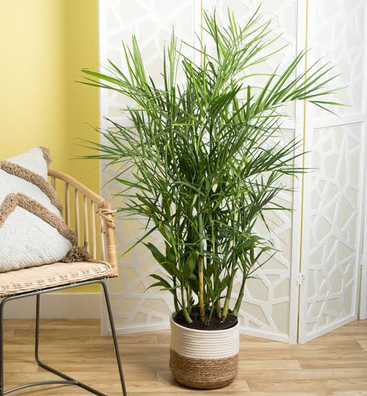 Bamboo palm (ইনডোর প্ল্যান্ট)_img_1