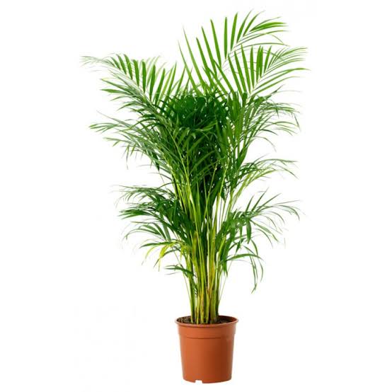 একিরাপাম (ইনডোর প্ল্যান্ট)_img_2