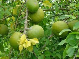 দেশি বেল