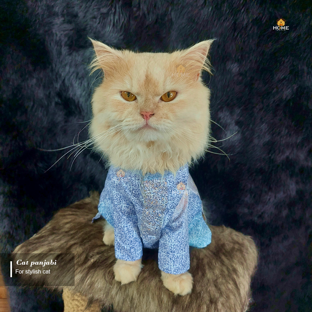 2.3 kg cat panjabi_img_0