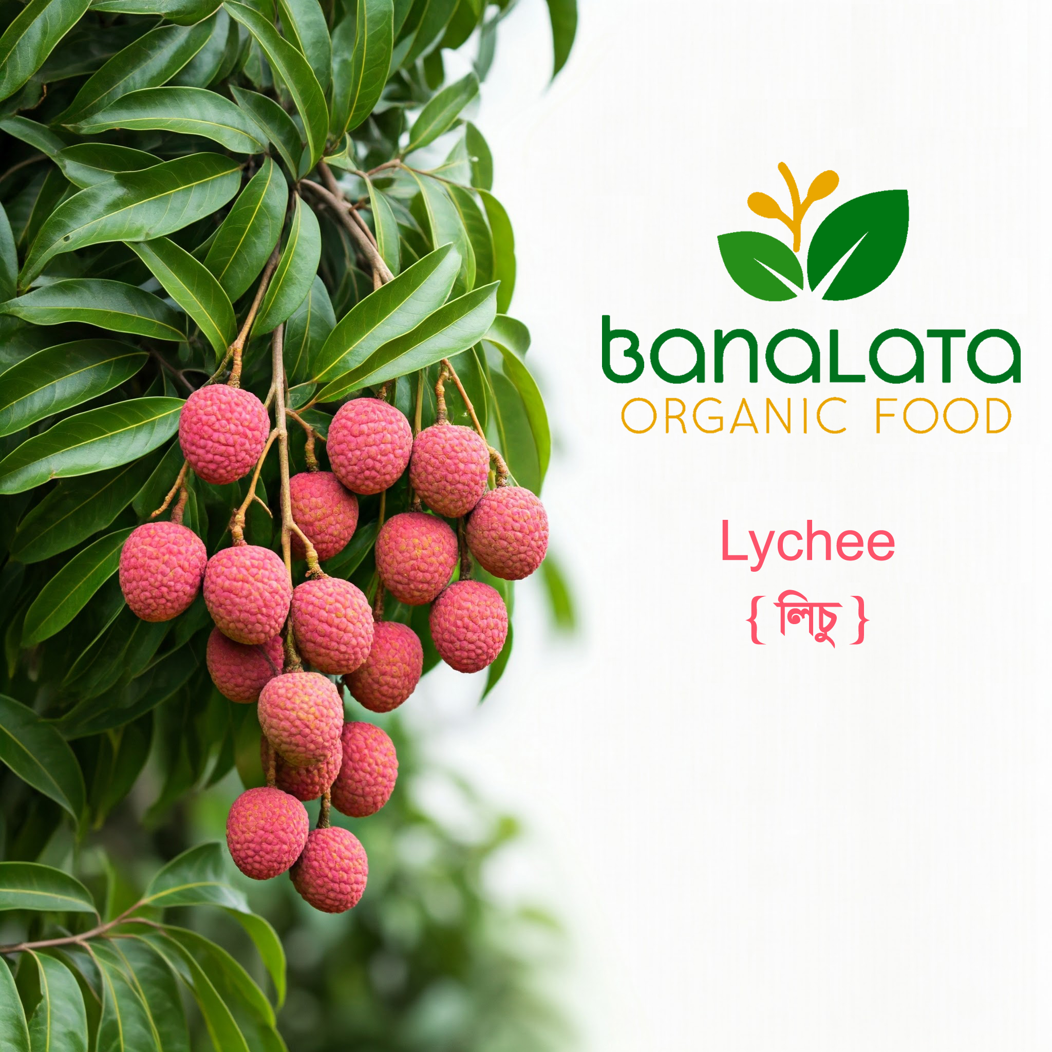 লিচু ১০০ পিচ - Image 1