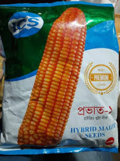 হাইব্রিড ভুট্টার বীজ প্রভাত -১ ( ৫৫ সেগমেন্ট ) । Hybrid corn seed Prabhat 1  or Povat 1 ( 55 segment )_img_0