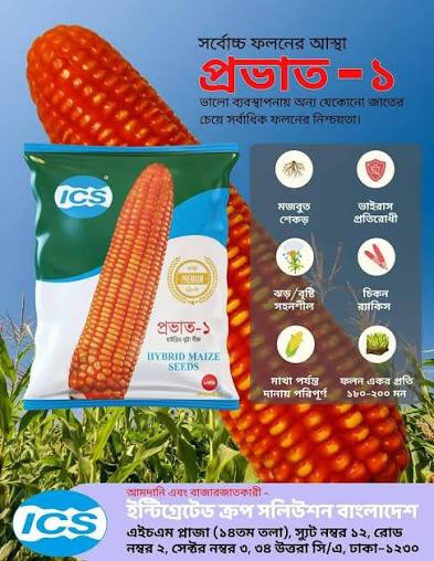হাইব্রিড ভুট্টার বীজ প্রভাত -১ ( ৫৫ সেগমেন্ট ) । Hybrid corn seed Prabhat 1 or Povat 1 ( 55 segment )_img_1