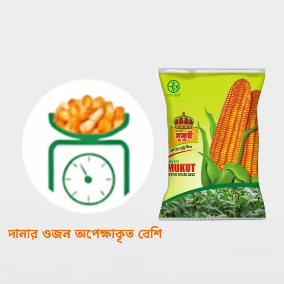 হাইব্রিড ভুট্টার বীজ মুকুট । Hybrid corn seed Mukut