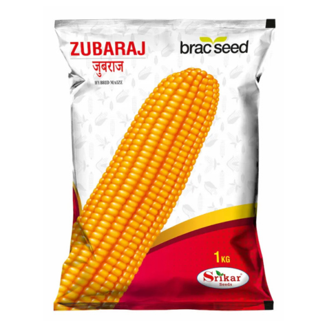 হাইব্রিড ভুট্টা যুবরাজ । Hybrid Maize Zubaraj