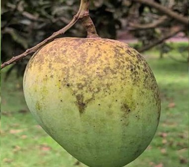হাড়িভাঙ্গা আম