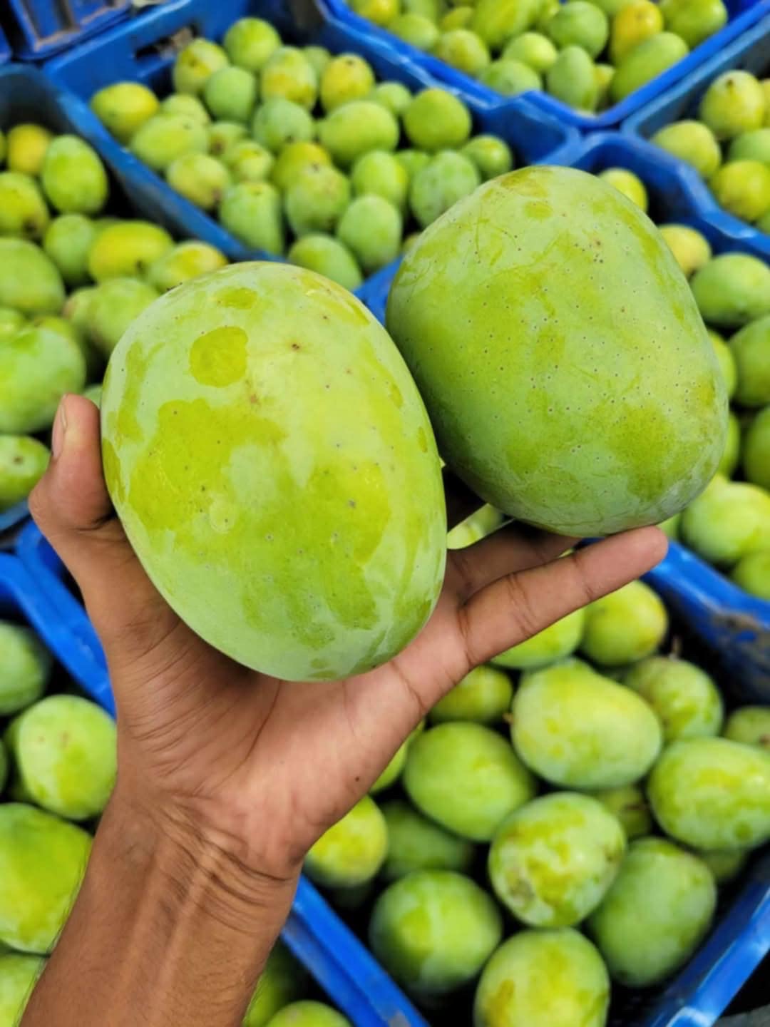 রাজশাহীর ল্যাংড়া আম (Lengra Mango)_img_1