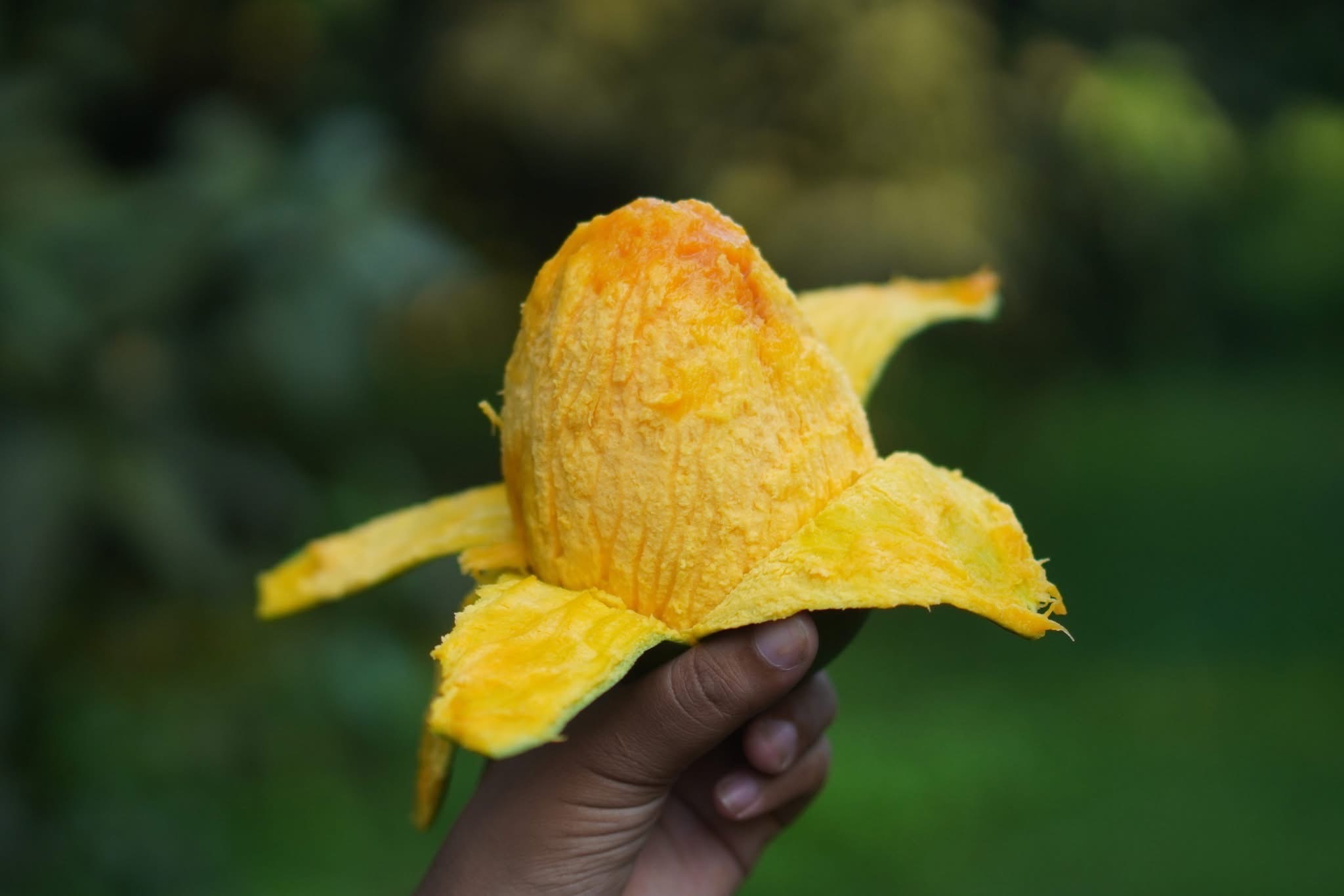 রাজশাহীর ল্যাংড়া আম (Lengra Mango)_img_2