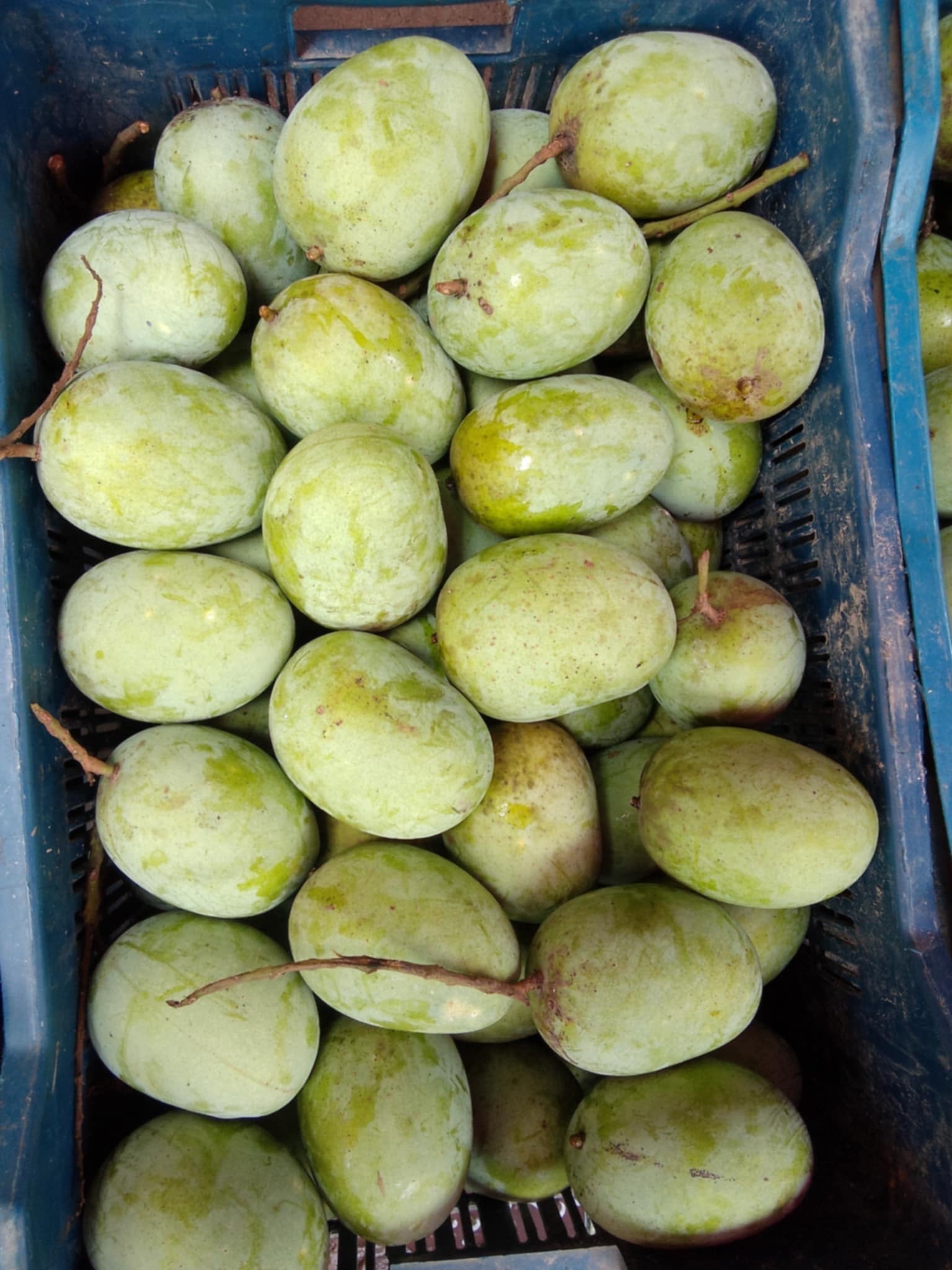 রাজশাহীর ল্যাংড়া আম (Lengra Mango)_img_4