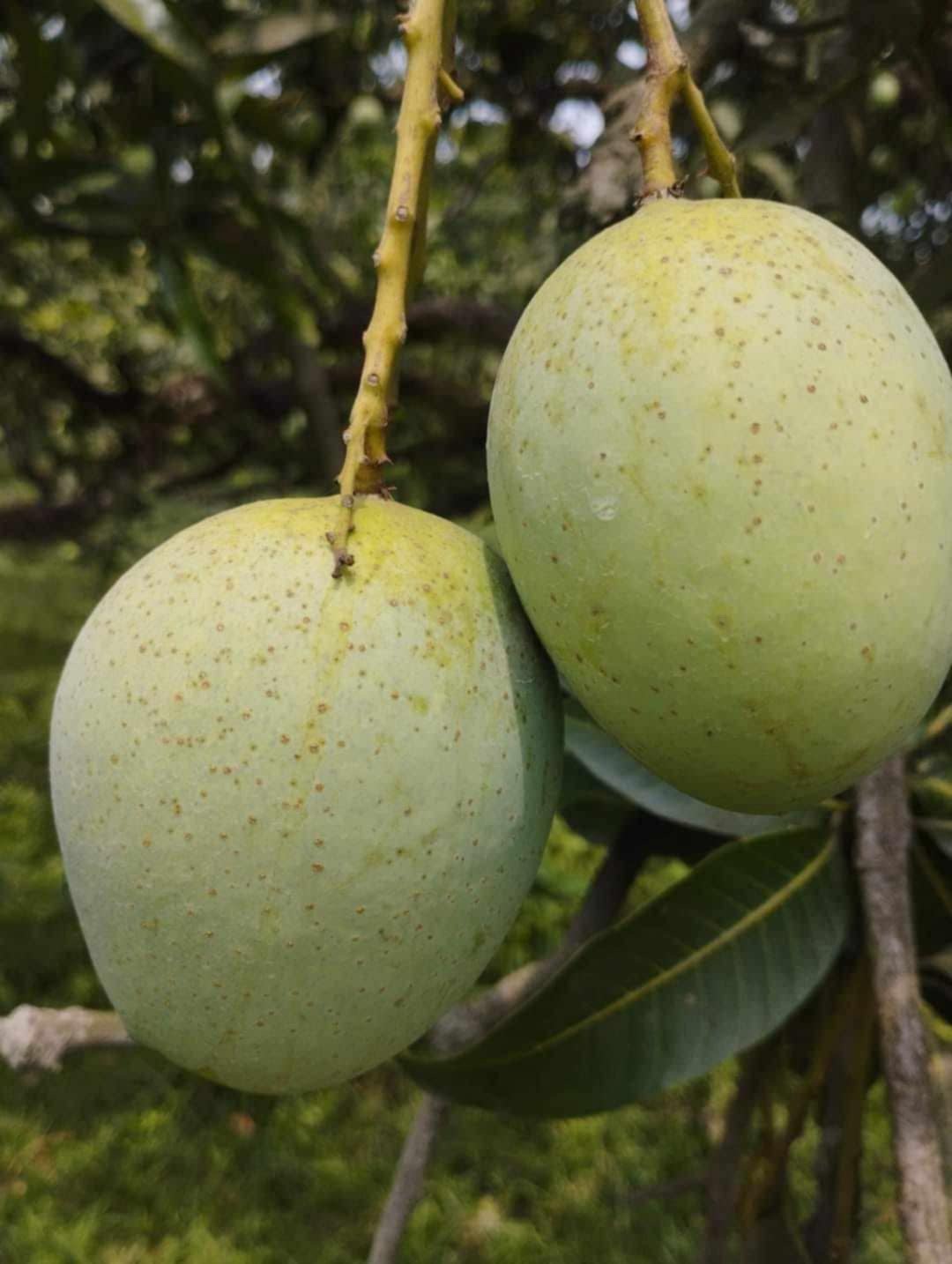 রাজশাহীর ল্যাংড়া আম (Lengra Mango)_img_5