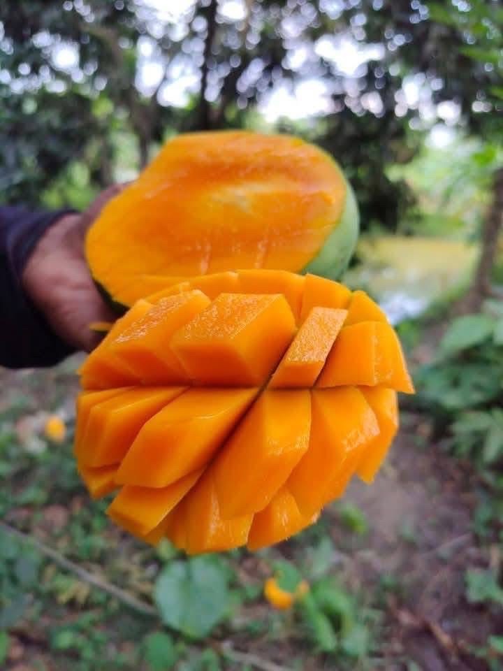 রাজশাহীর ল্যাংড়া আম (Lengra Mango)_img_10