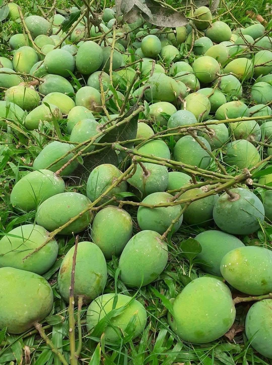 রাজশাহীর ল্যাংড়া আম (Lengra Mango)_img_11