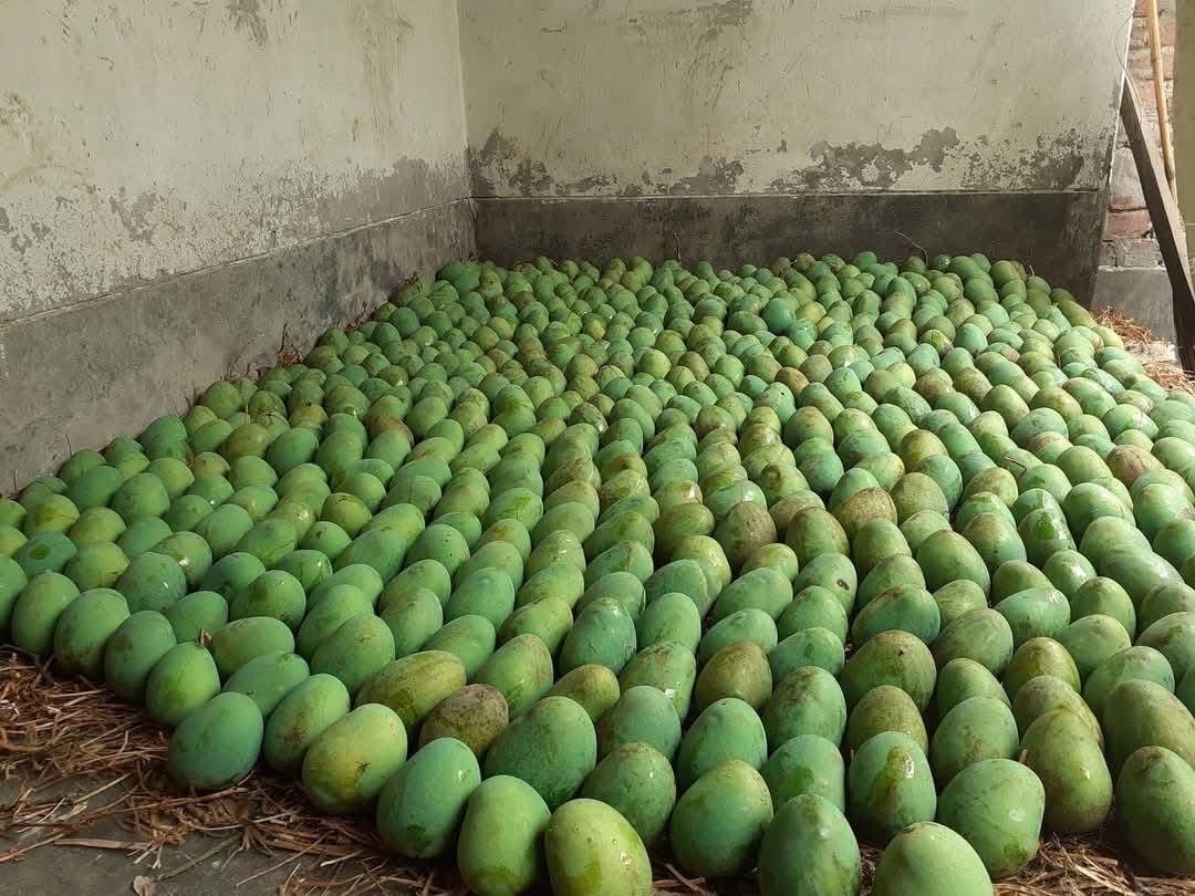 রাজশাহীর ল্যাংড়া আম (Lengra Mango)_img_12
