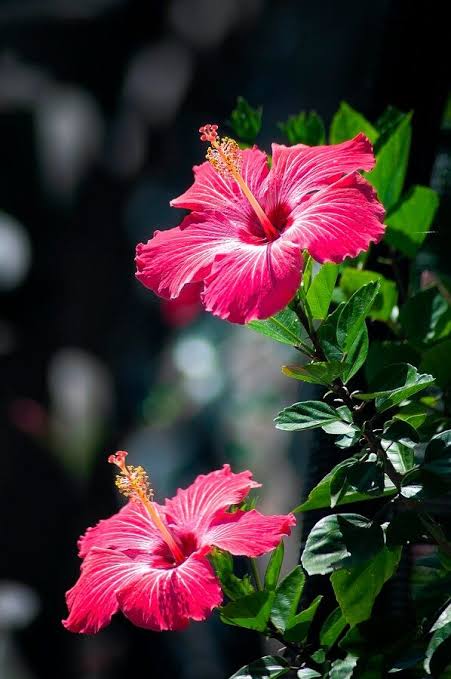 পঞ্চমূখী জবা