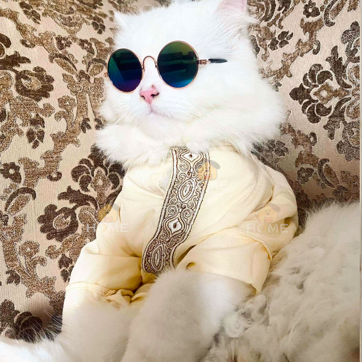 2.3 kg cat panjabi_img_0