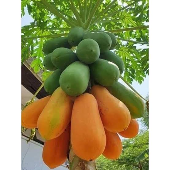 বারোমাসি হাইব্রিড পেঁপে