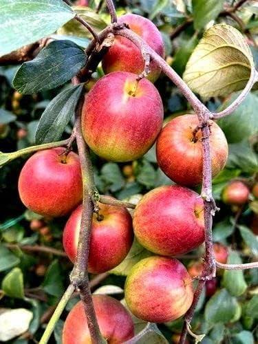 কাশ্মীরি কুল_img_1