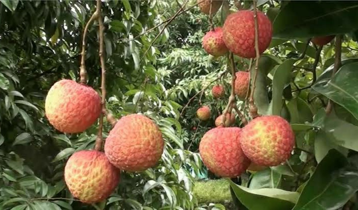 বেদানা লিচু🍒 ১০০পিস | Bedana Lichu_img_1