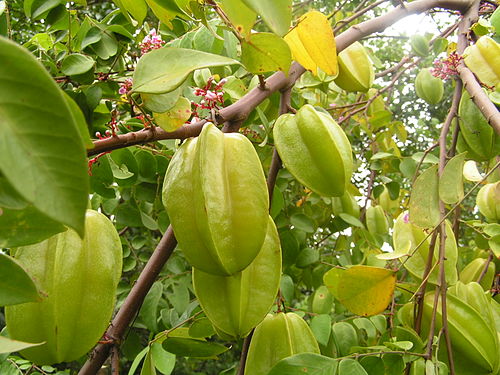 মিষ্টি কামরাঙা_img_2