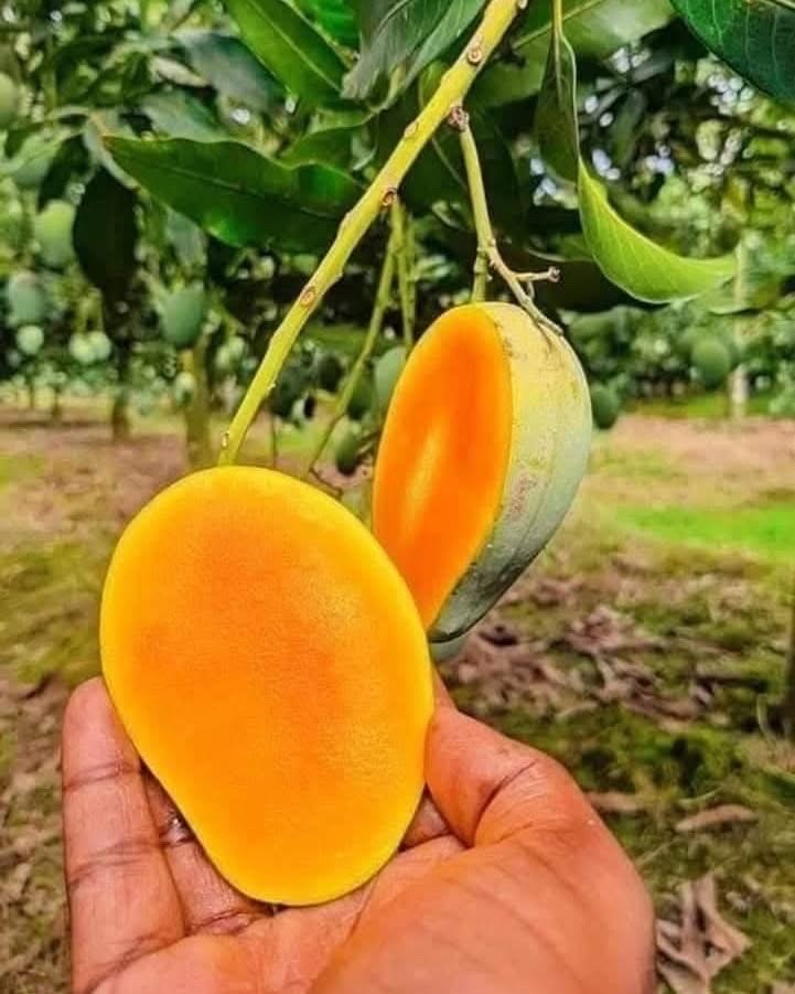 অর্গানিক আম্রুপালি (Am Rupali Mango)_img_2