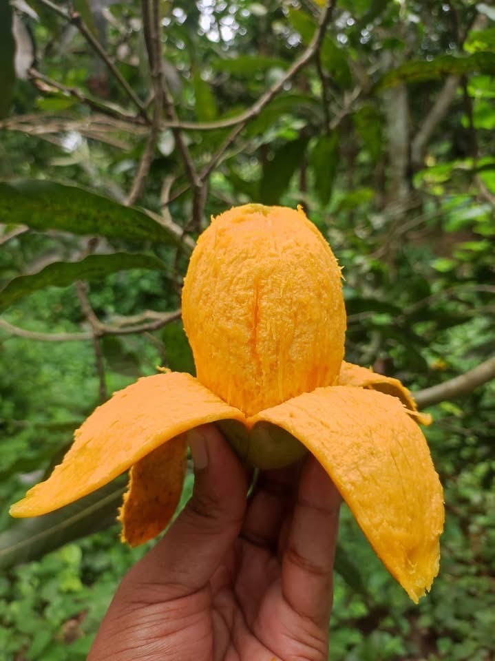অর্গানিক আম্রুপালি (Am Rupali Mango)_img_3