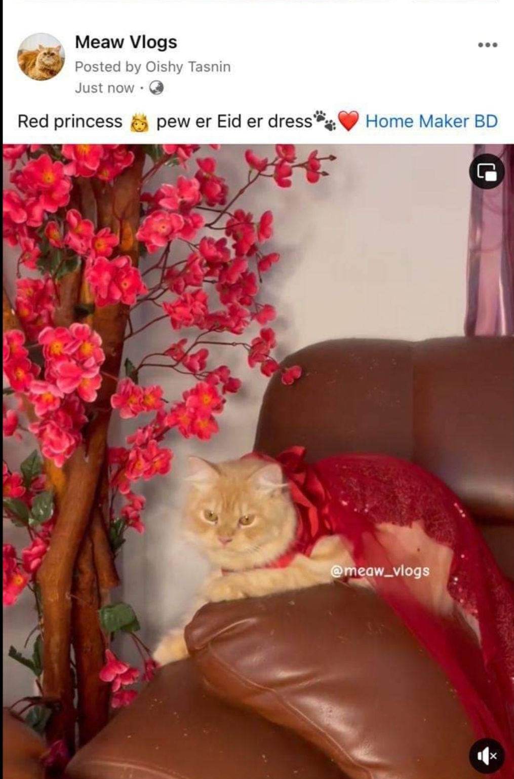 Meaw vlogs review