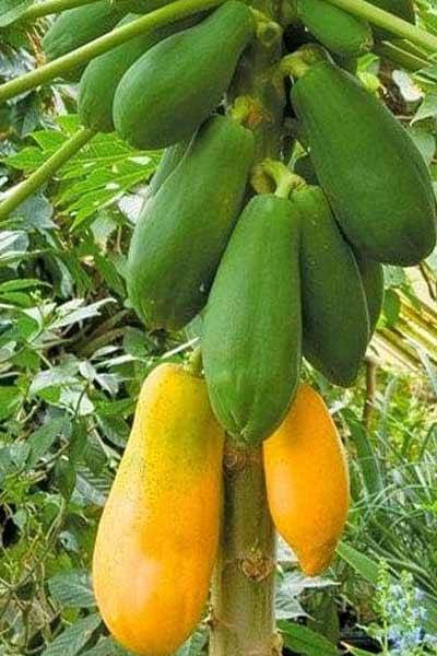 বারোমাসি হাইব্রিড পেঁপে_img_1