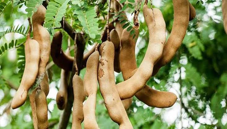 থাই মিষ্টি তেঁতুল_img_1