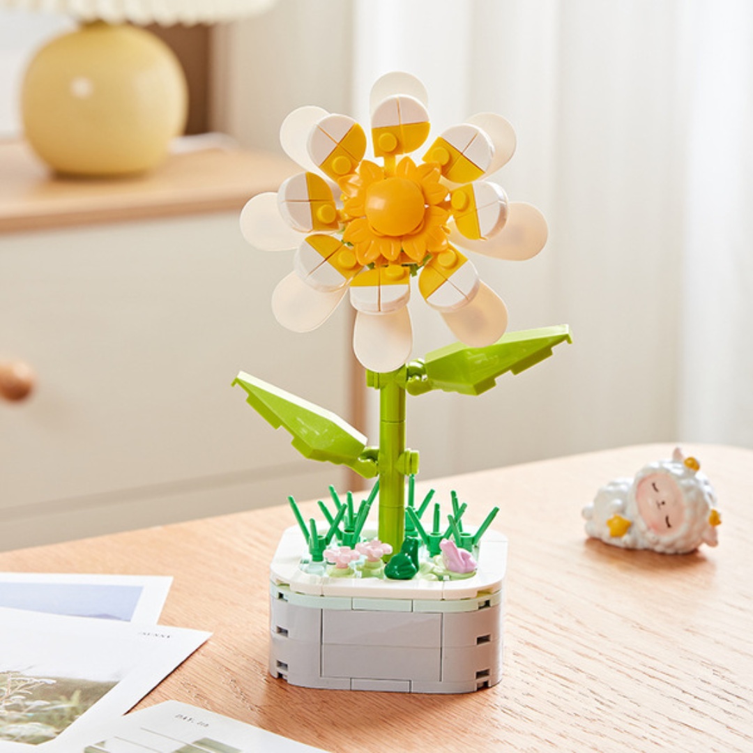Daisy Potted Plants