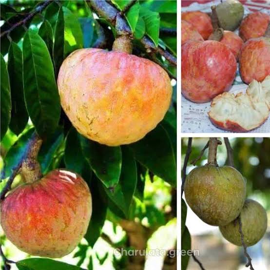 আতা ফল