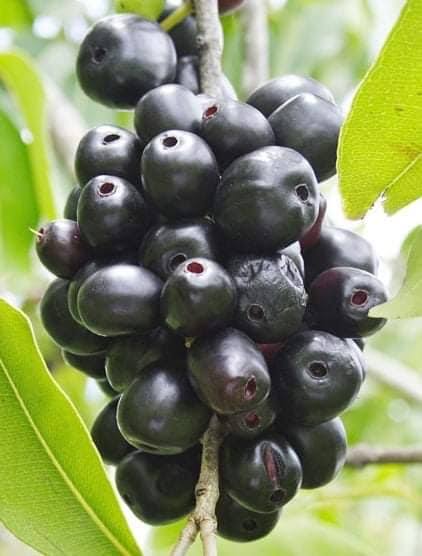 কালোজাম_img_1