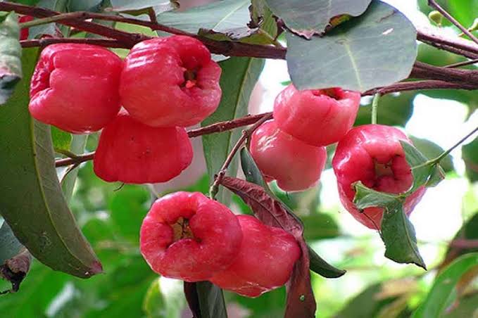 লাল আপেল জামরুল