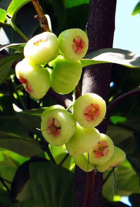 লাল আপেল জামরুল_img_1