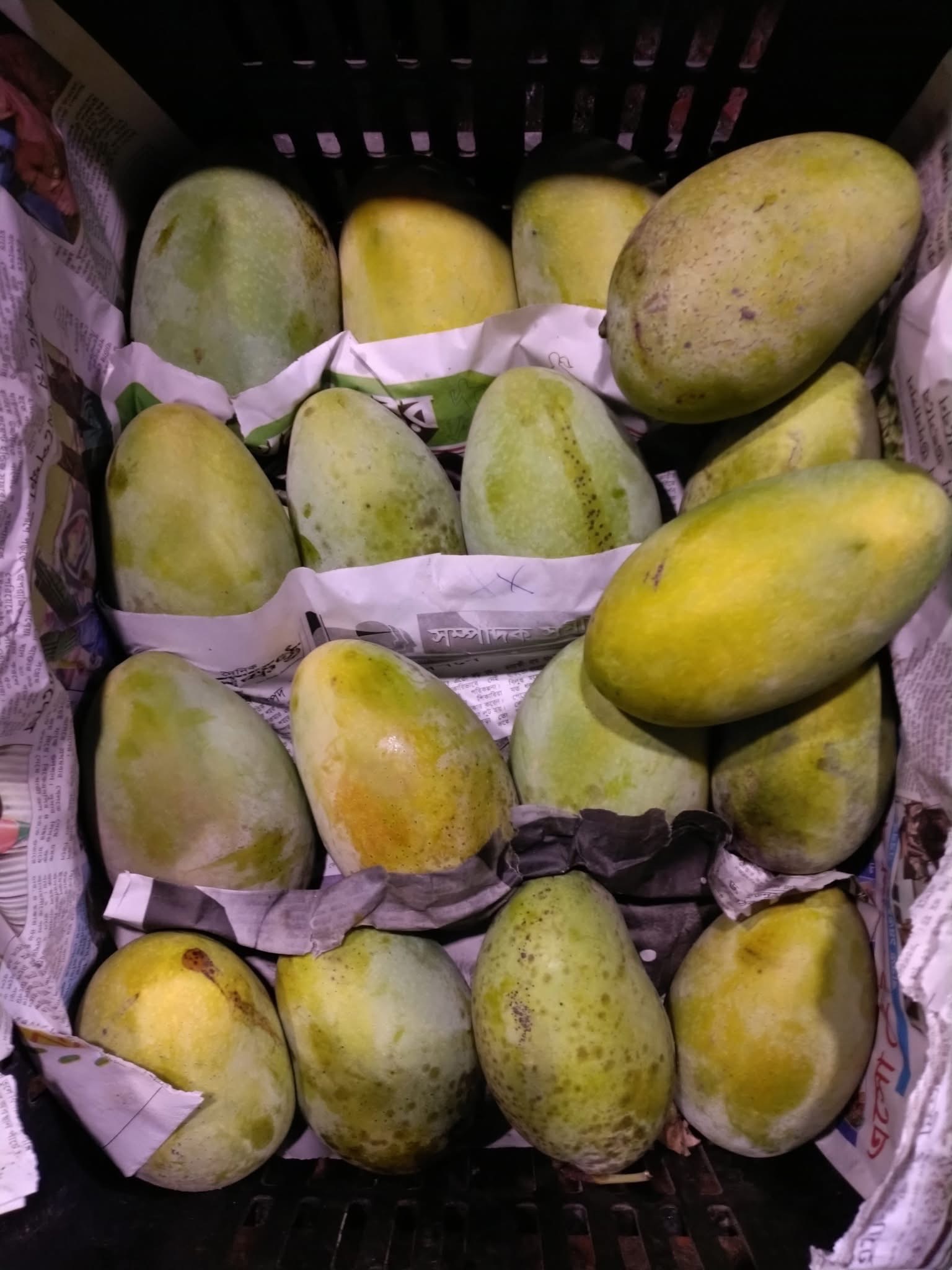 সুরমা ফজলী আম (Surma Fazlee Mango)_img_5