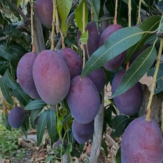 ব্লাকস্টোন আম