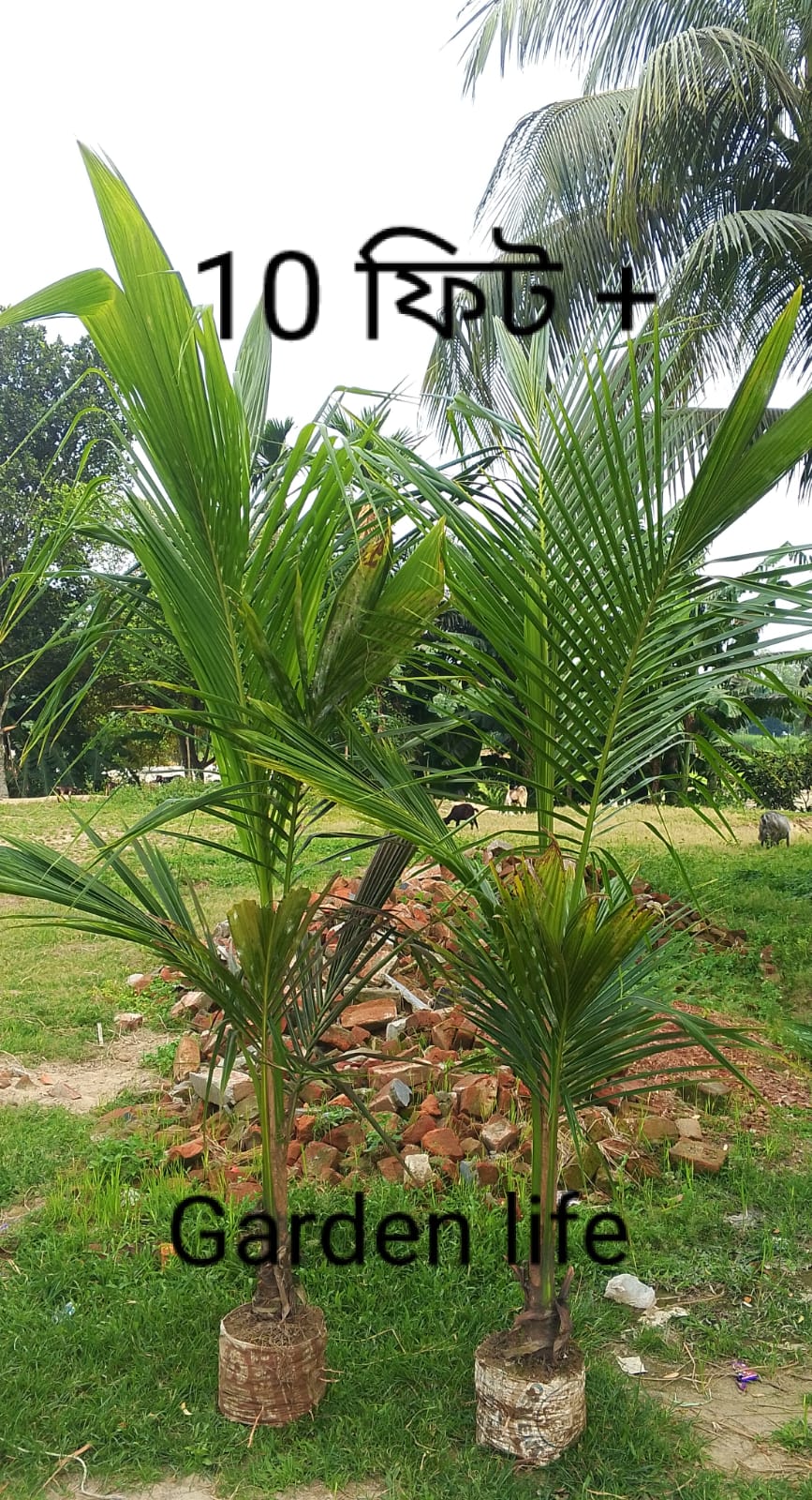 ভিয়েতনামের খাটো জাতের নারকেল চারা