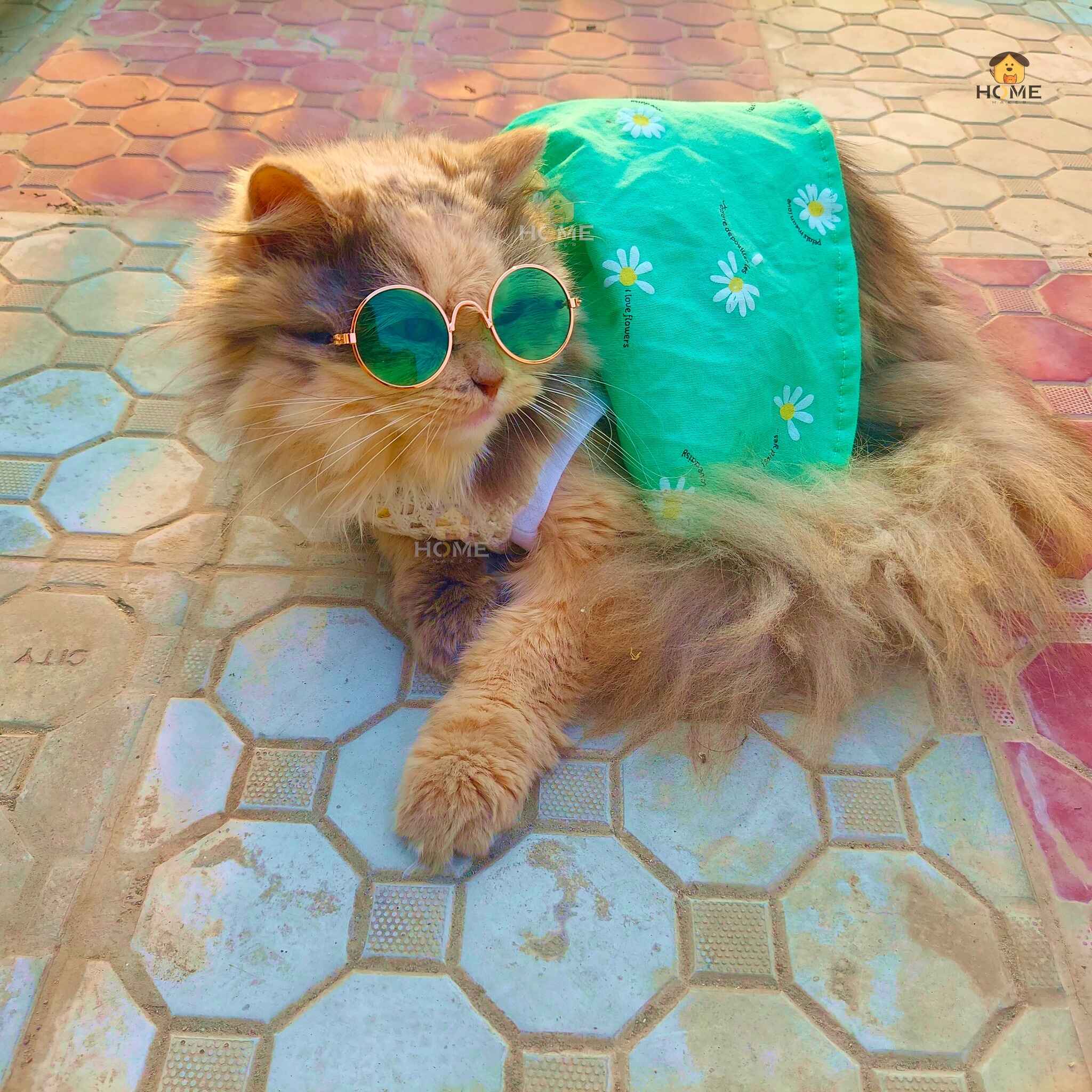 3.5 kg cat frock_img_0
