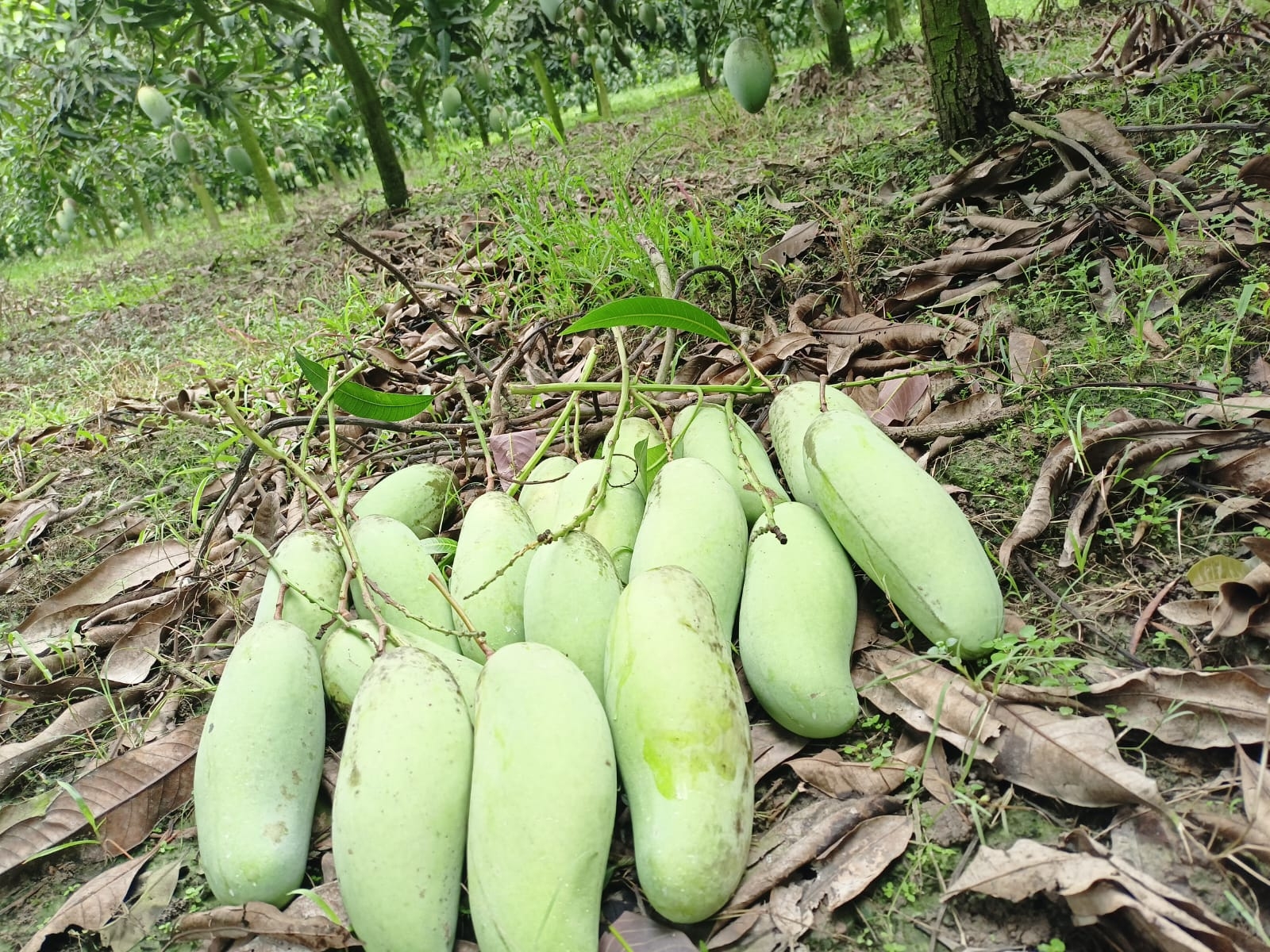 ব্যানানা ম্যাংগো